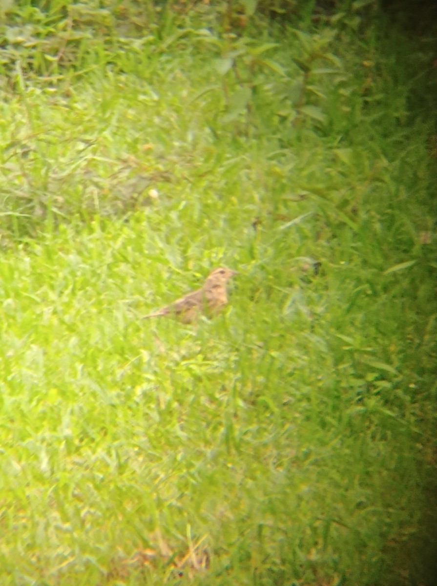 Bengal Bushlark - ML620574779