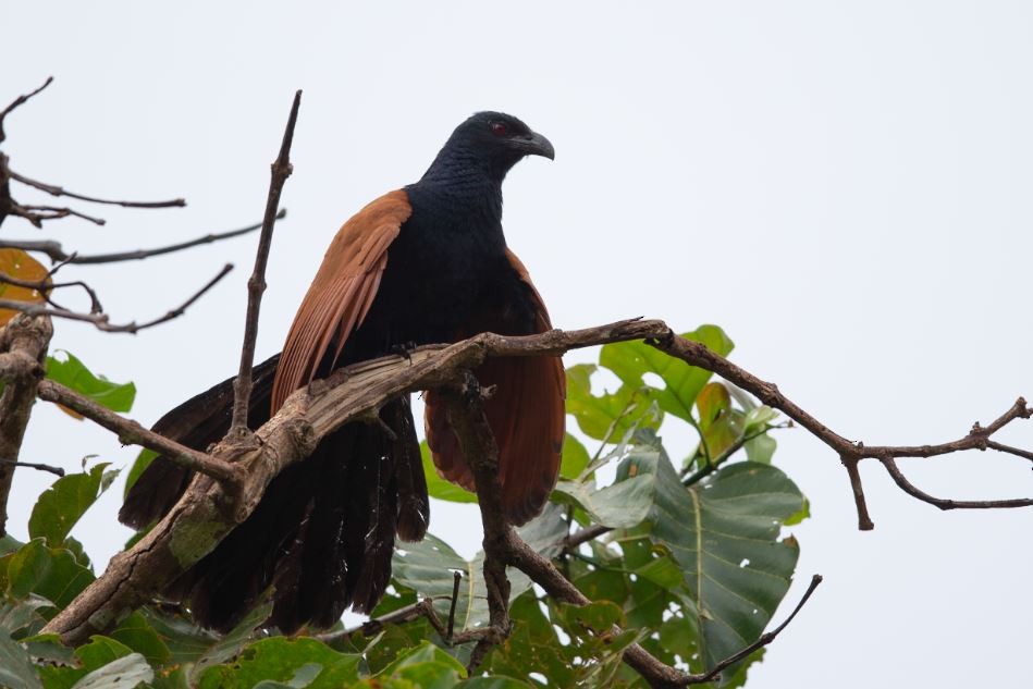 Greater Coucal - ML620574801