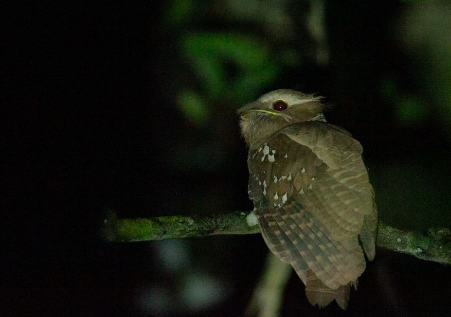 Large Frogmouth - ML620574808