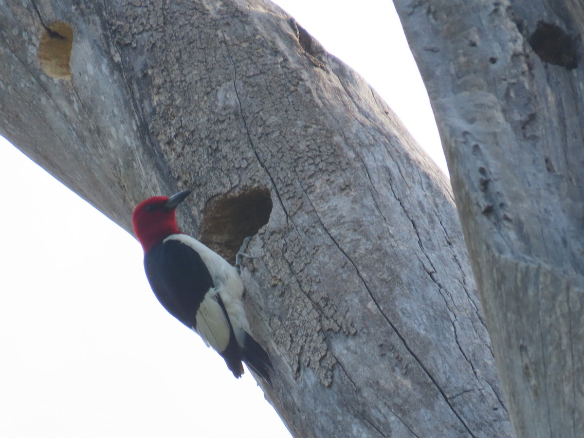 Red-headed Woodpecker - ML620574813