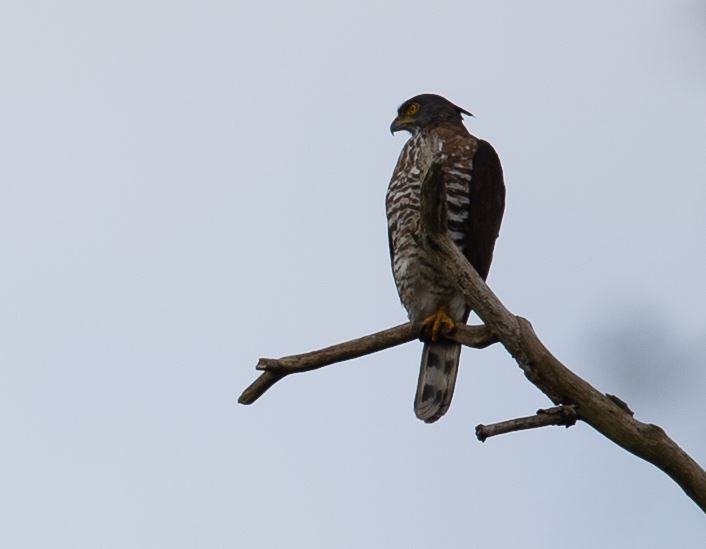 Crested Goshawk - ML620574814