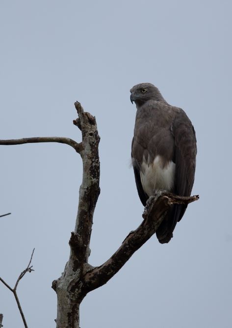 Lesser Fish-Eagle - ML620574820