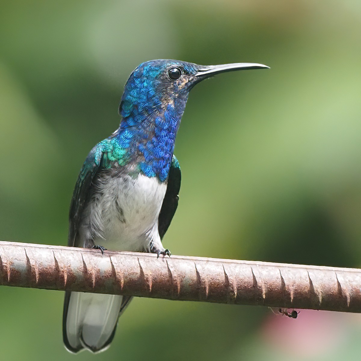 Colibrí Nuquiblanco - ML620574822