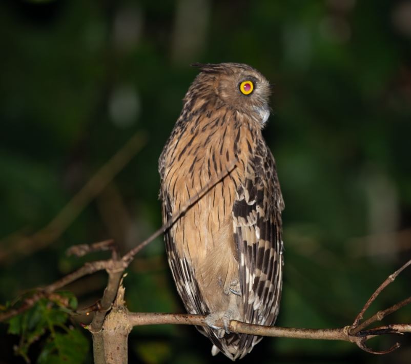 Buffy Fish-Owl - ML620574824