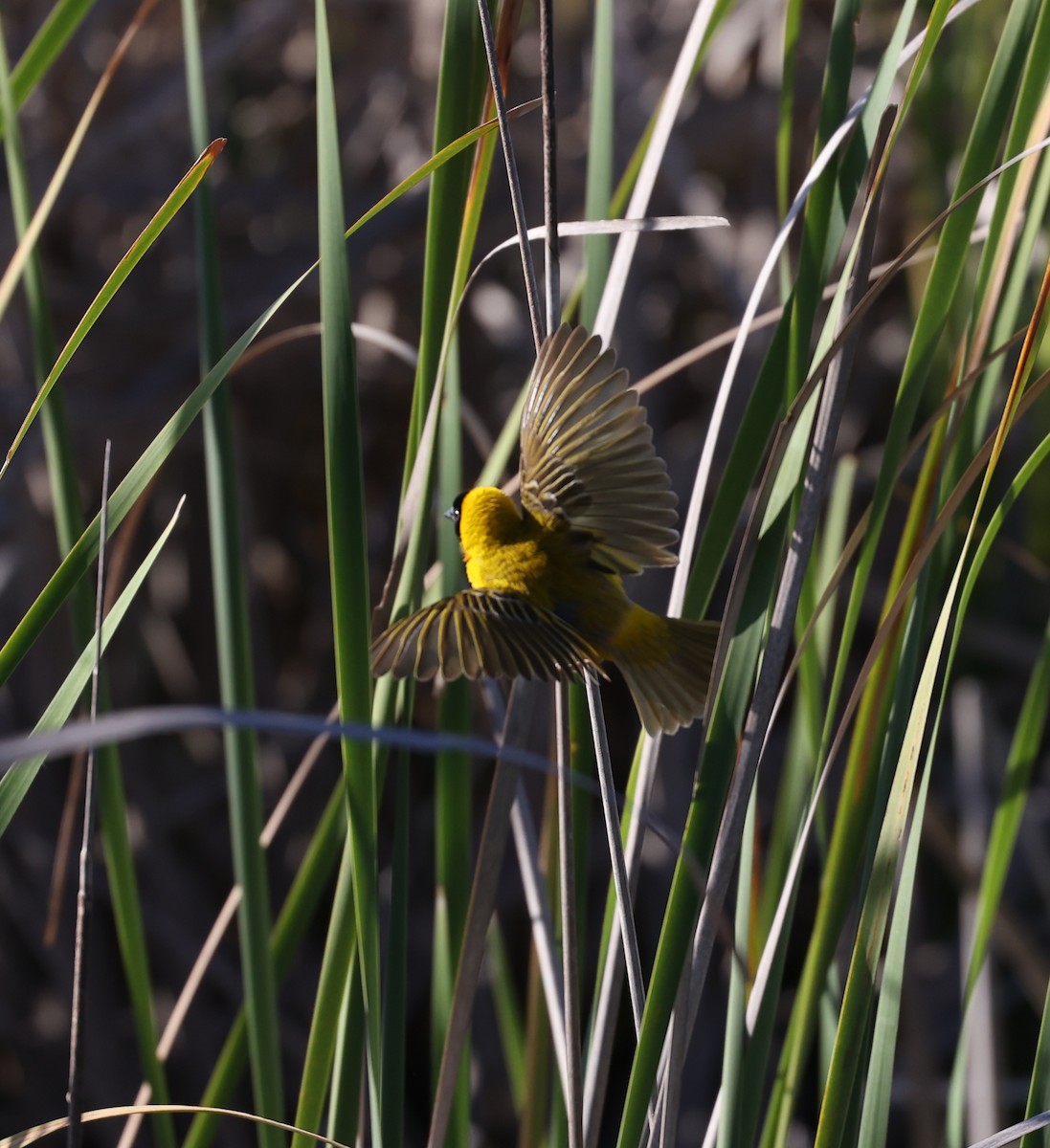 Black-headed Weaver - ML620574826