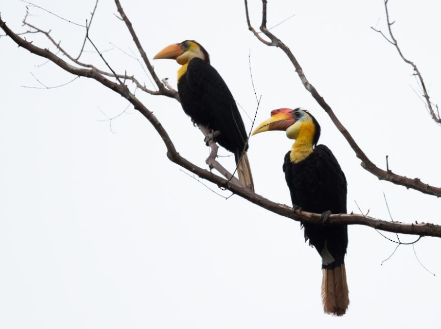 Wrinkled Hornbill - ML620574828