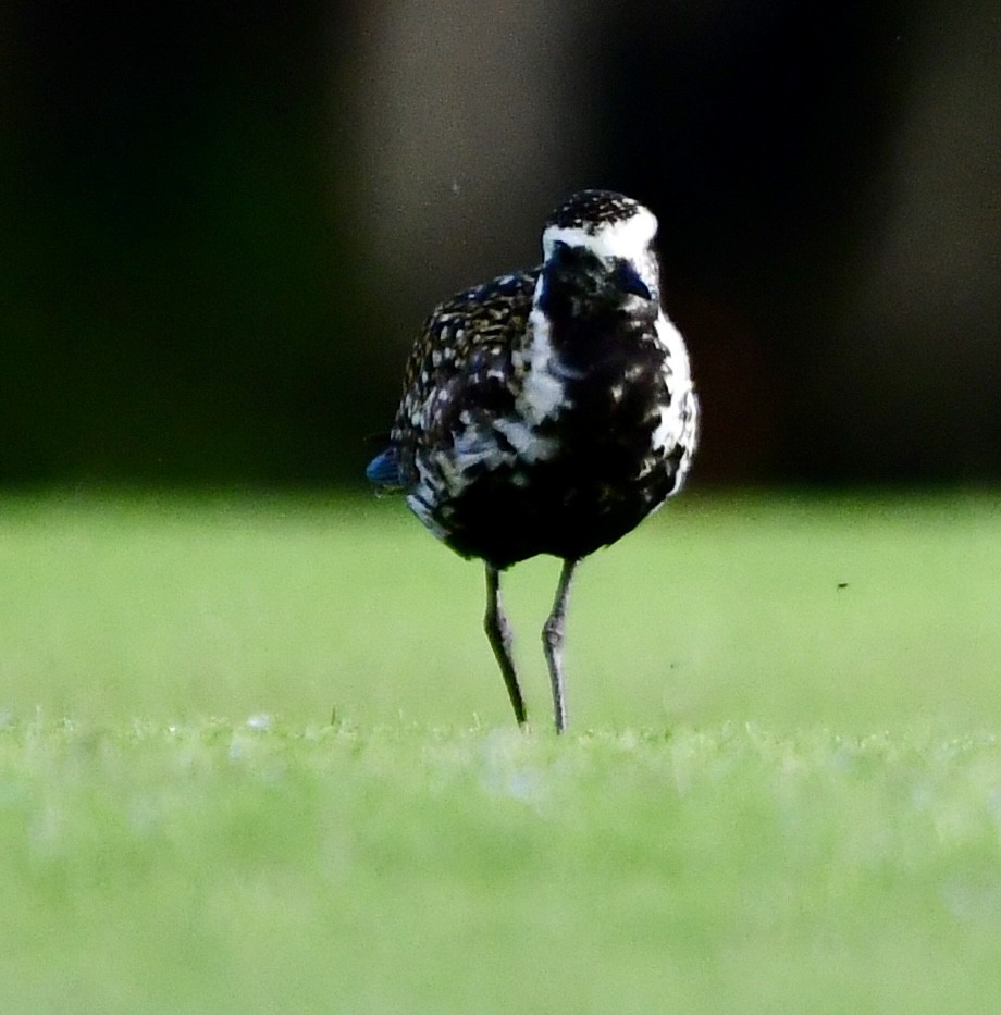 Pacific Golden-Plover - ML620574829