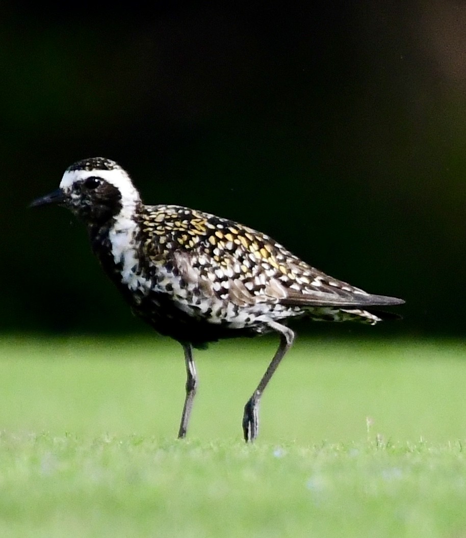 Pacific Golden-Plover - ML620574830