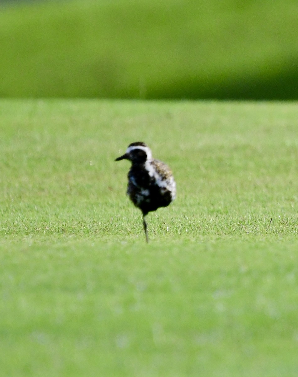 Pacific Golden-Plover - ML620574832