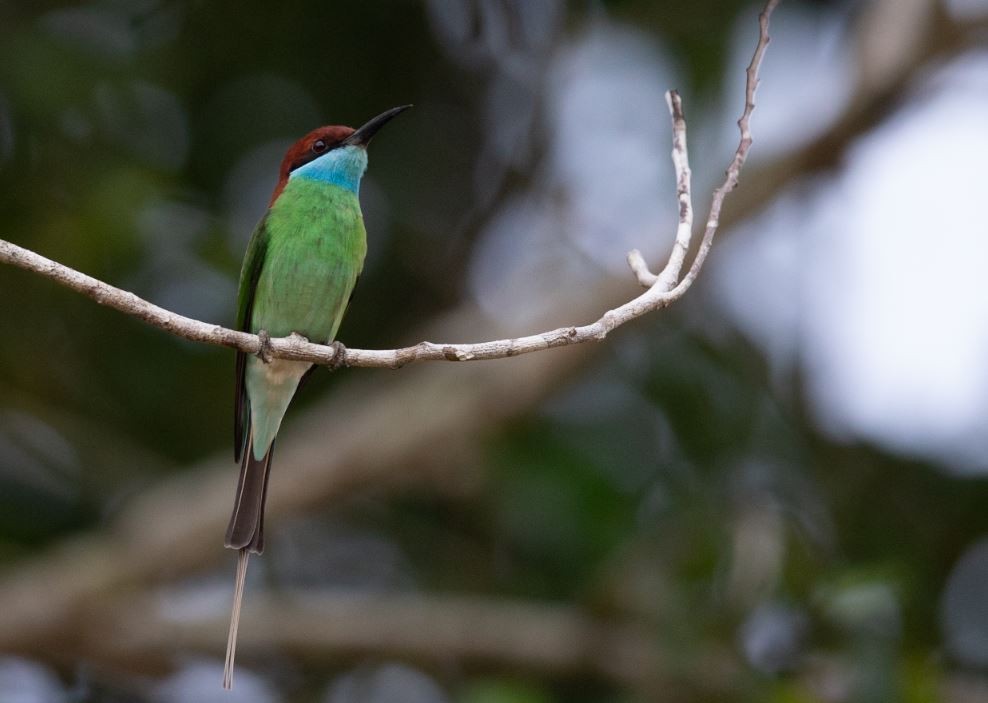 Blue-throated Bee-eater - ML620574834