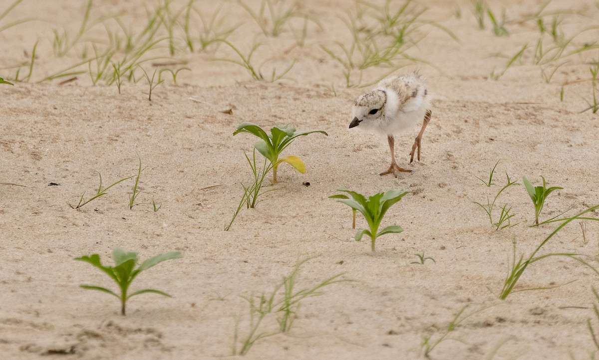 Piping Plover - ML620574848
