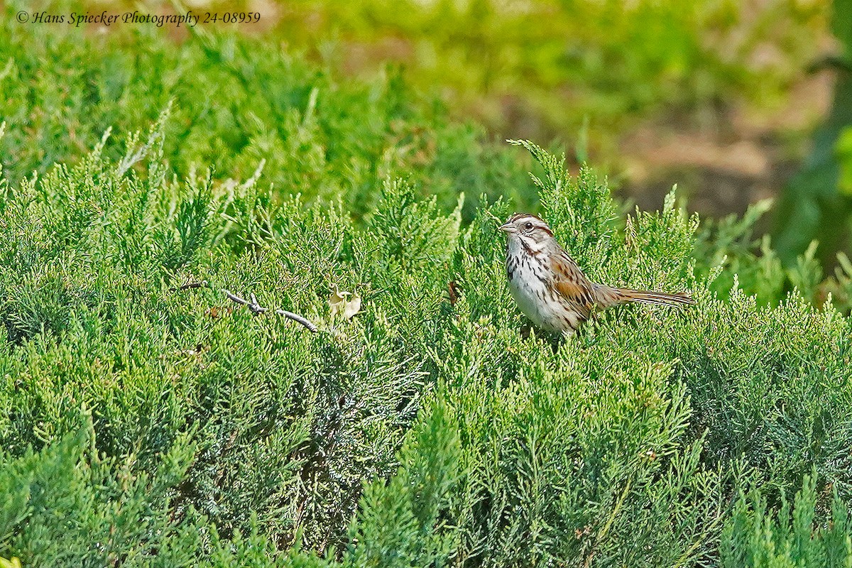 Song Sparrow - ML620574853