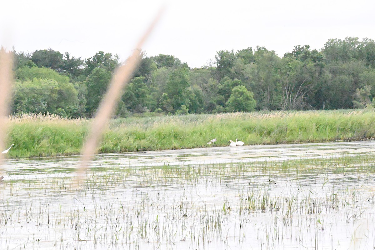 Trumpeter Swan - ML620574879