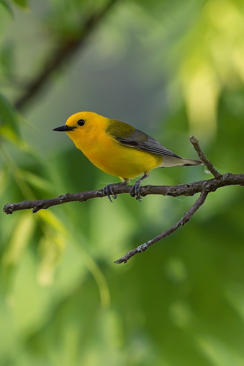 Prothonotary Warbler - ML620574880