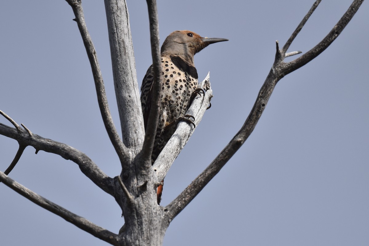 Northern Flicker (Red-shafted) - ML620574911