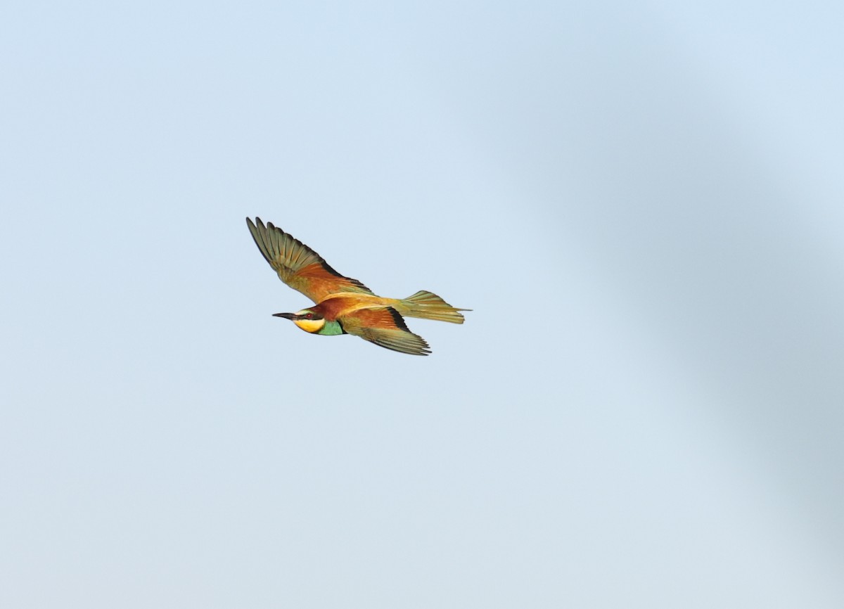 European Bee-eater - ML620574916