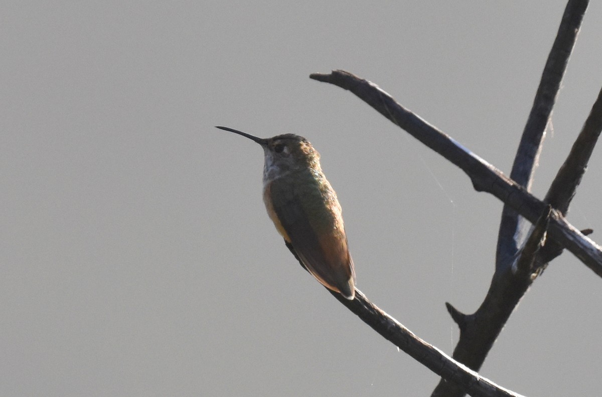 Rufous/Allen's Hummingbird - ML620574934