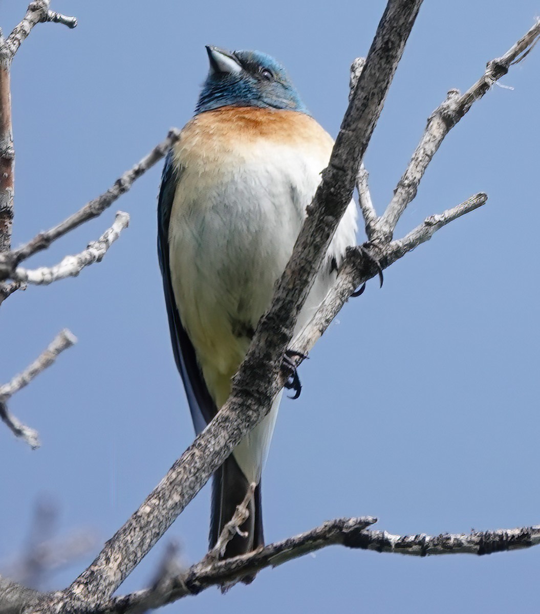 Lazuli Bunting - Jim Ward