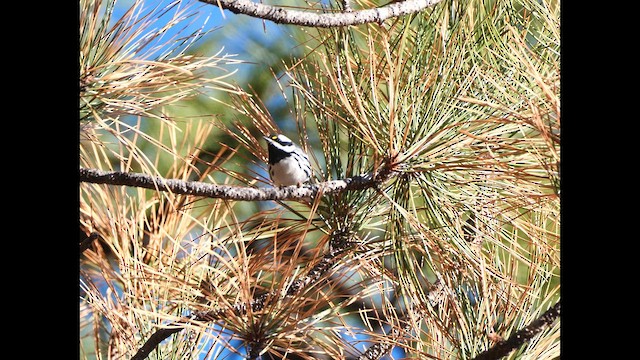 Black-throated Gray Warbler - ML620574956