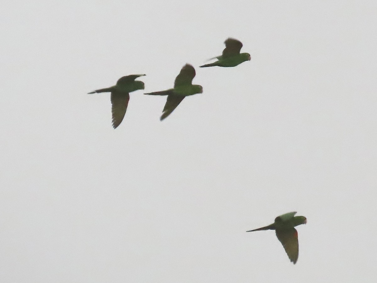 Crimson-fronted Parakeet - ML620574970