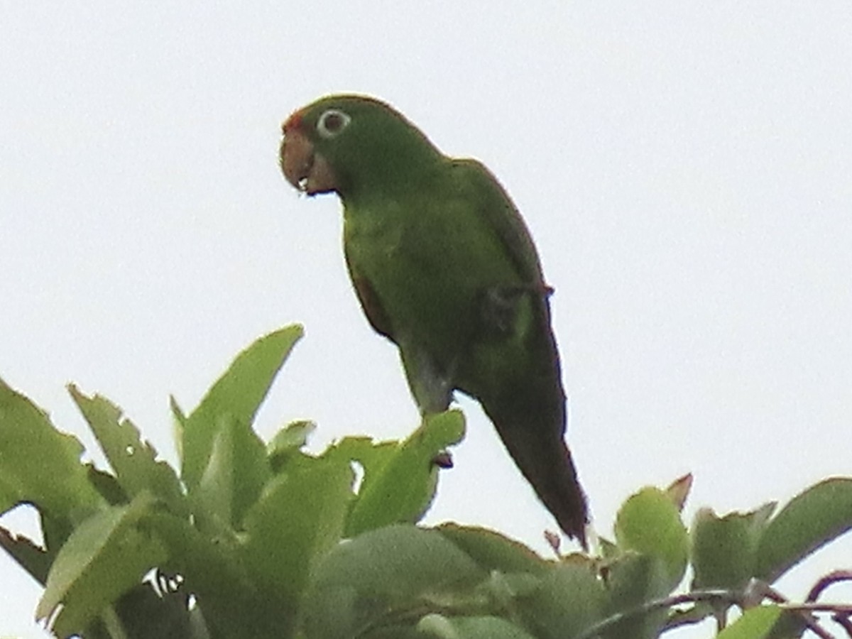 Crimson-fronted Parakeet - ML620574971