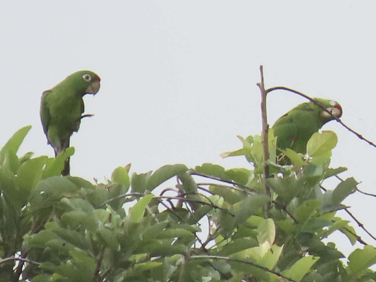 Crimson-fronted Parakeet - ML620574973