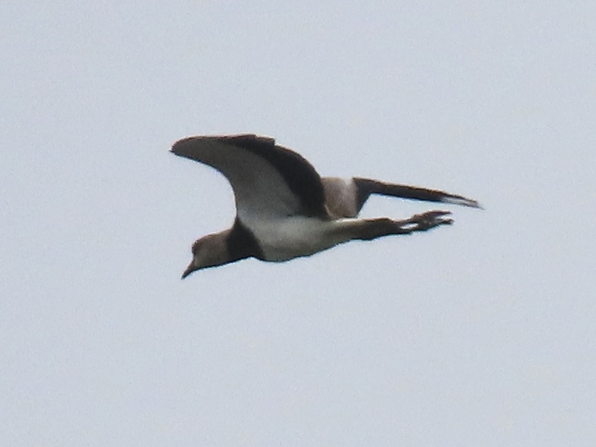 Southern Lapwing - ML620574982