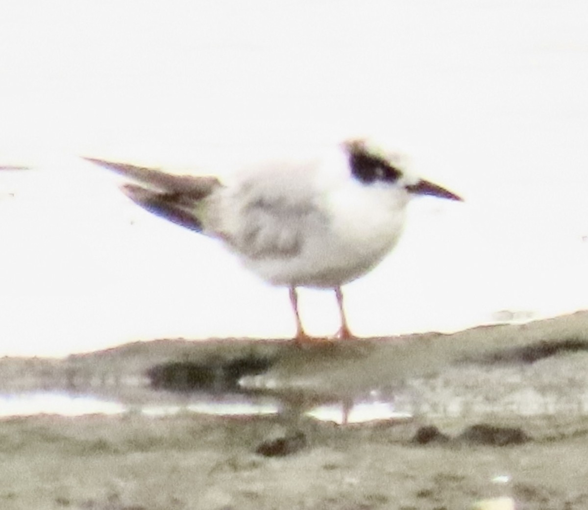 Forster's Tern - ML620574993