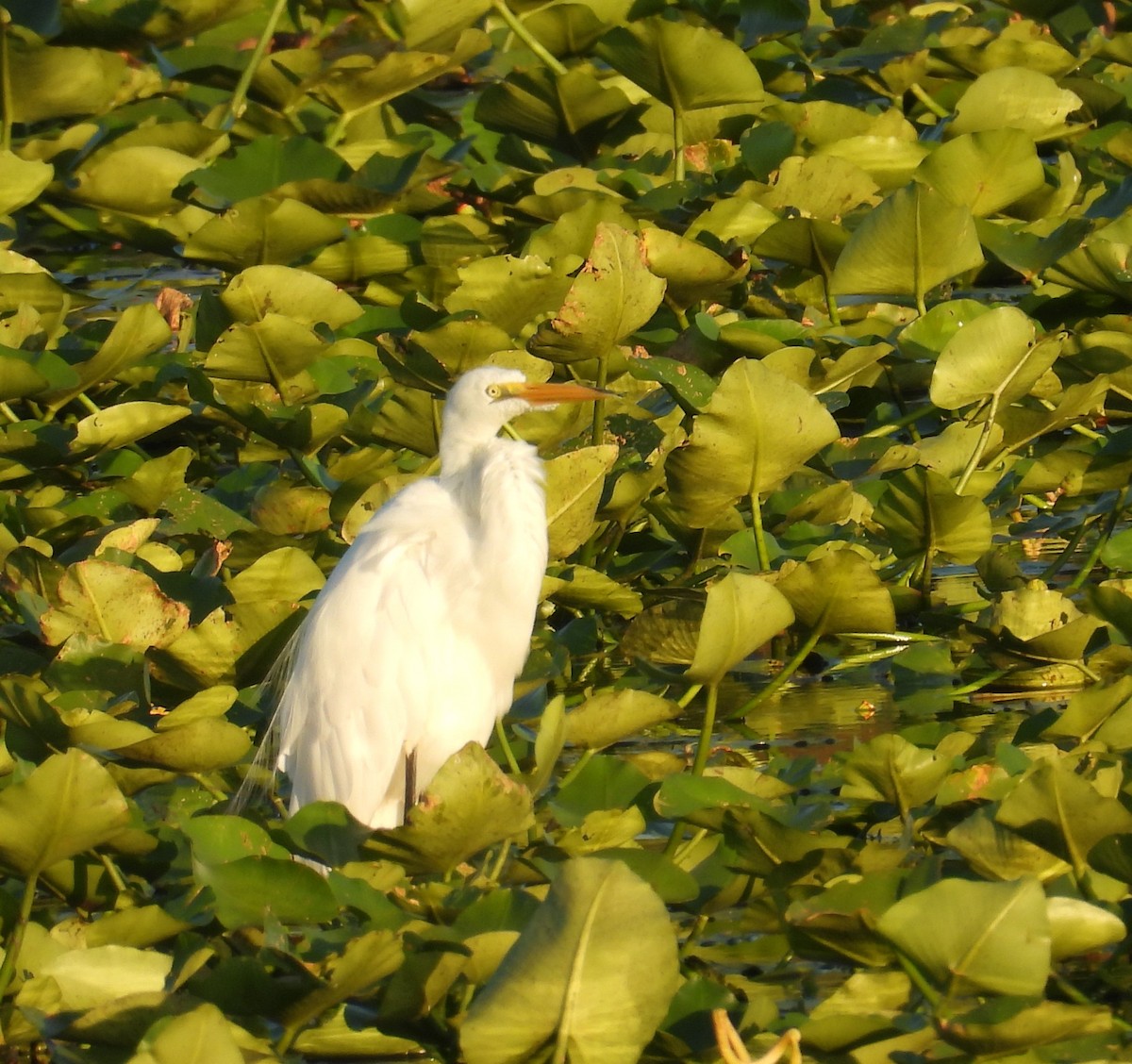 Great Egret - ML620575003