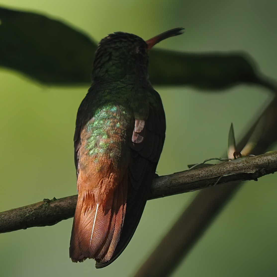 Rufous-tailed Hummingbird - ML620575004