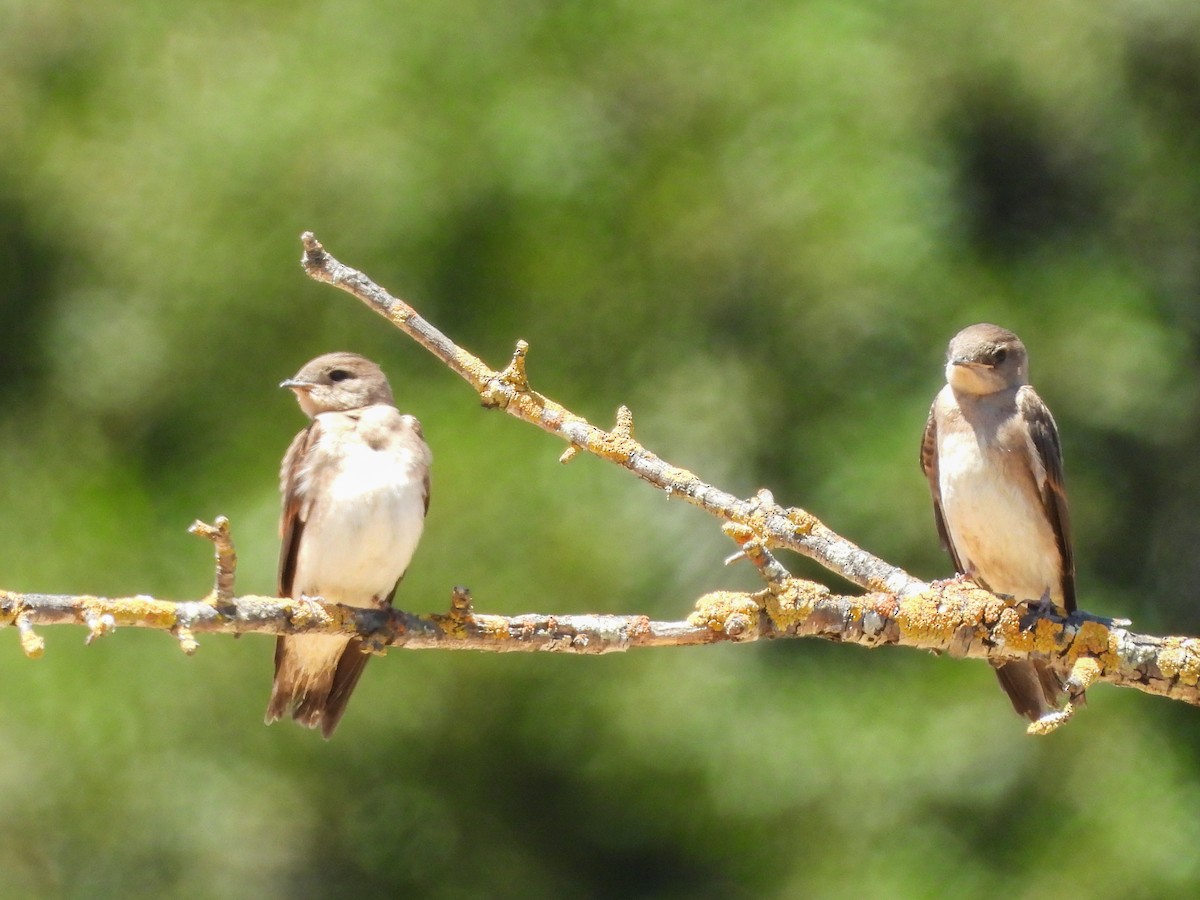 Northern Rough-winged Swallow - ML620575021