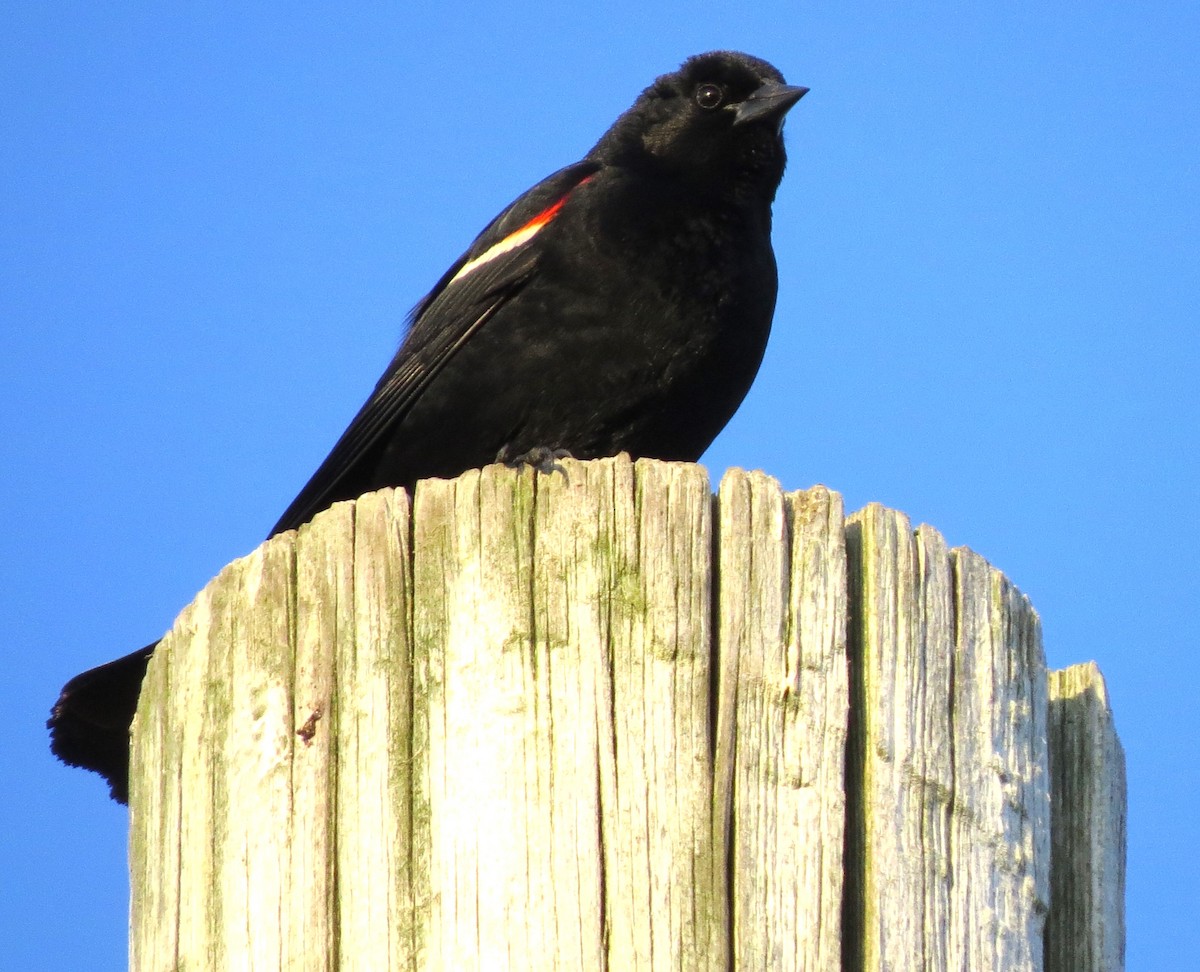 Red-winged Blackbird - ML620575031