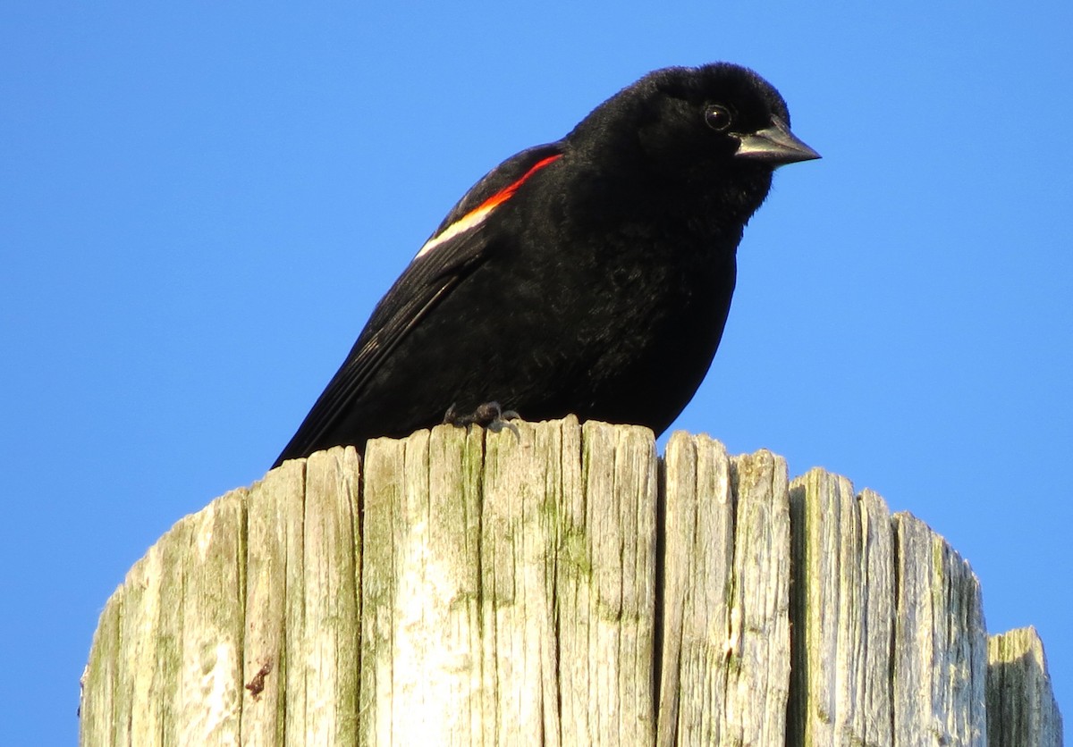 Red-winged Blackbird - ML620575036