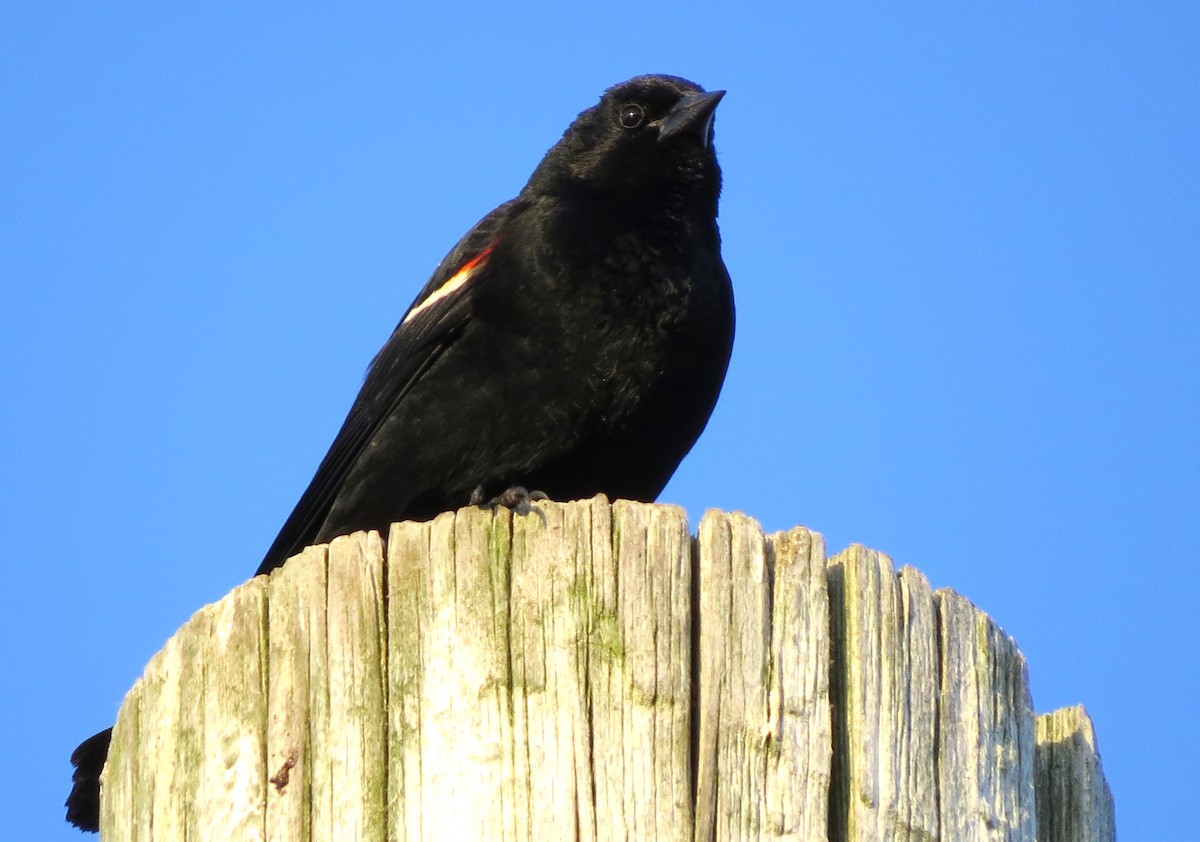 Red-winged Blackbird - ML620575045