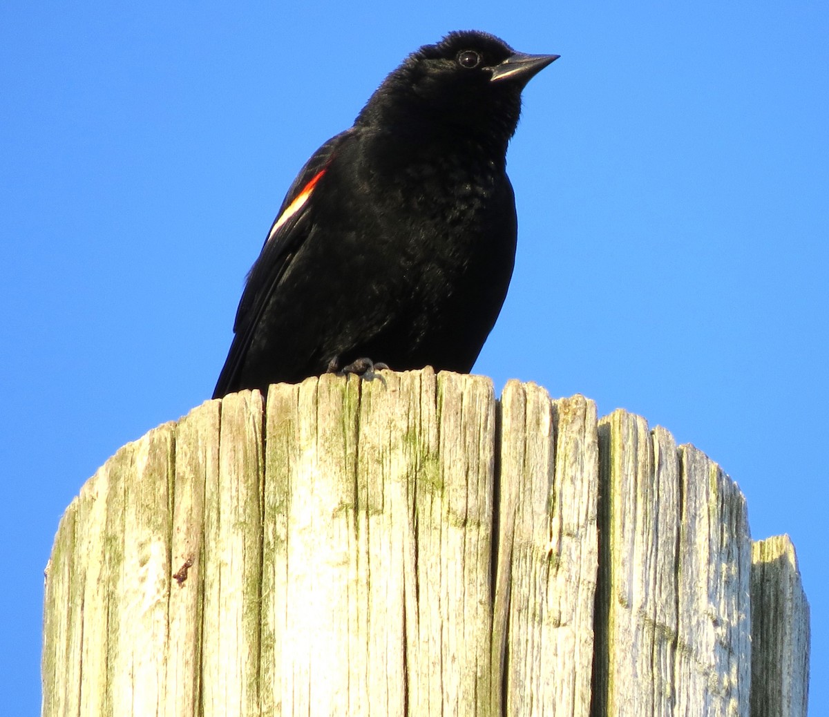 Red-winged Blackbird - ML620575051