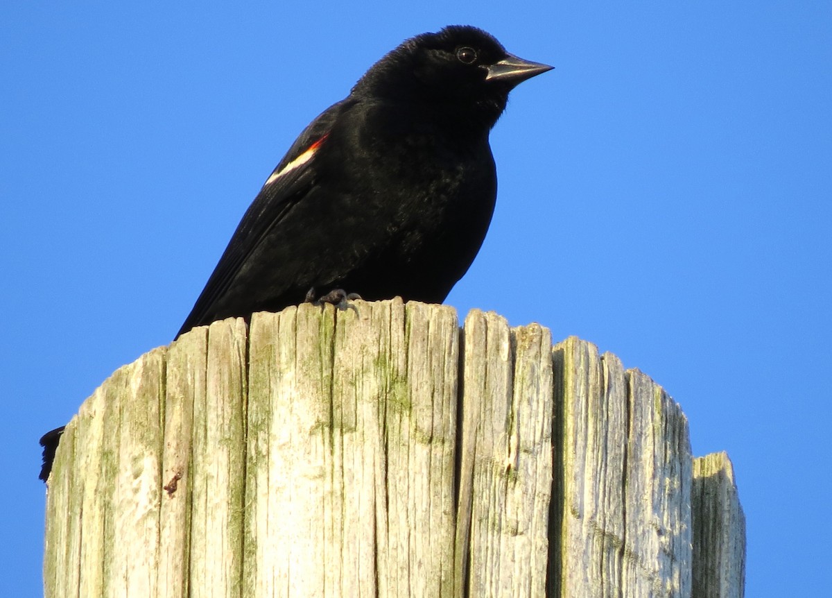 Red-winged Blackbird - ML620575056