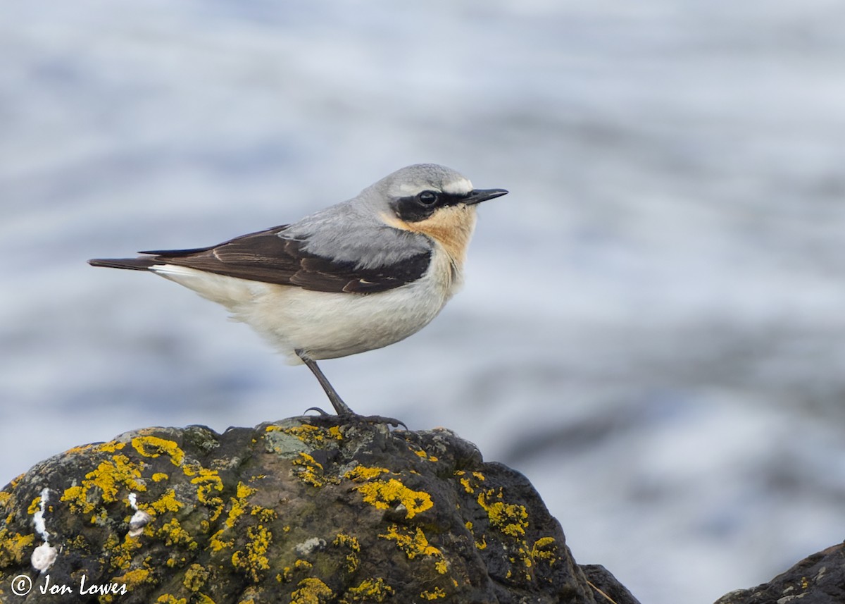 Northern Wheatear (Eurasian) - ML620575062