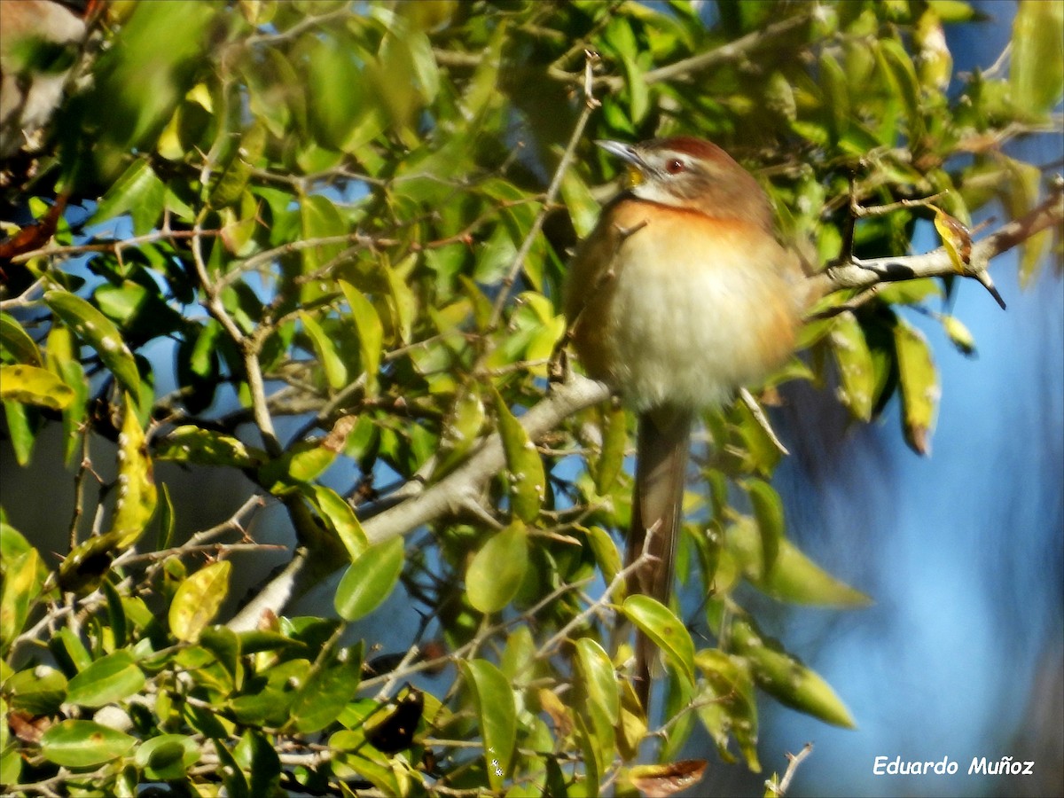 Chotoy Spinetail - ML620575063