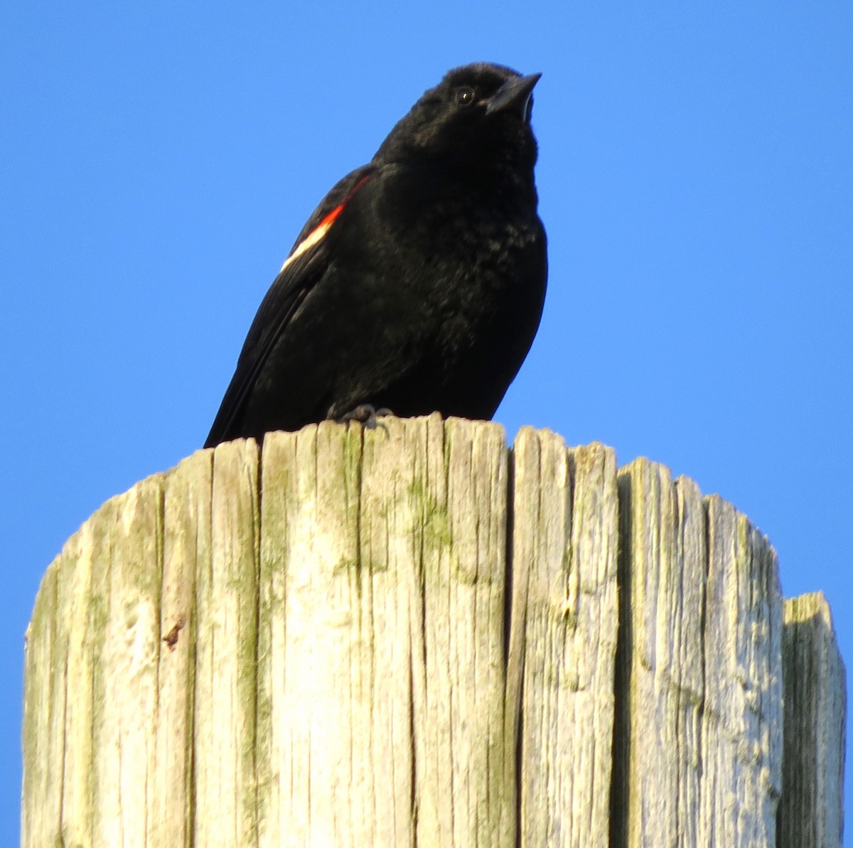 Red-winged Blackbird - ML620575067