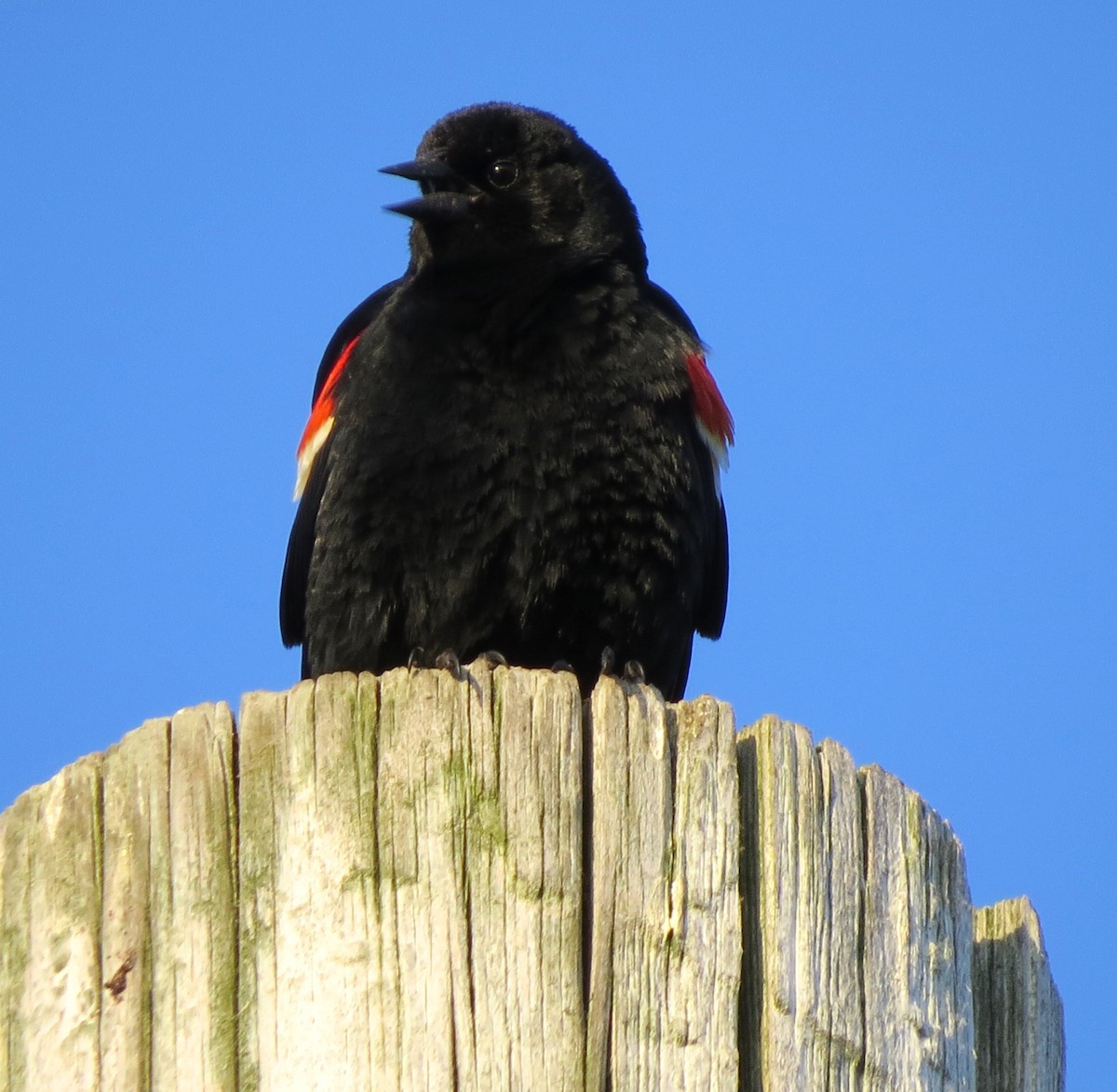 Red-winged Blackbird - ML620575071