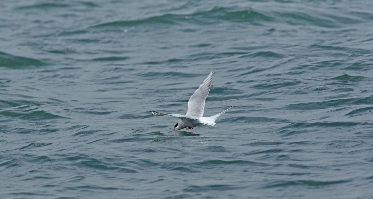 Arctic Tern - ML620575080