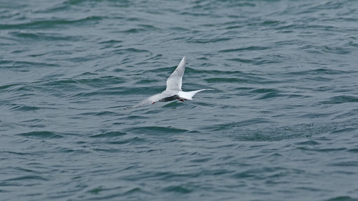 Arctic Tern - ML620575082