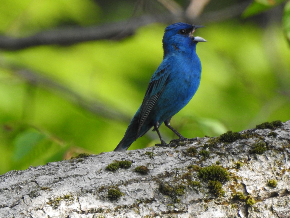 Indigo Bunting - ML620575093