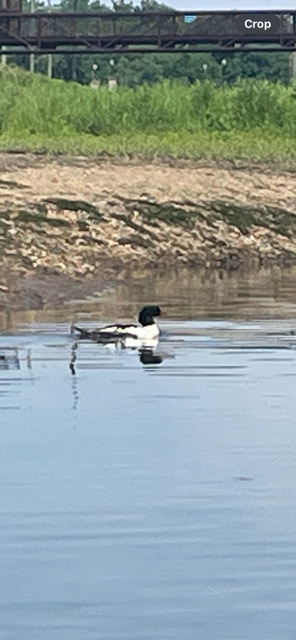 Common Merganser - ML620575107