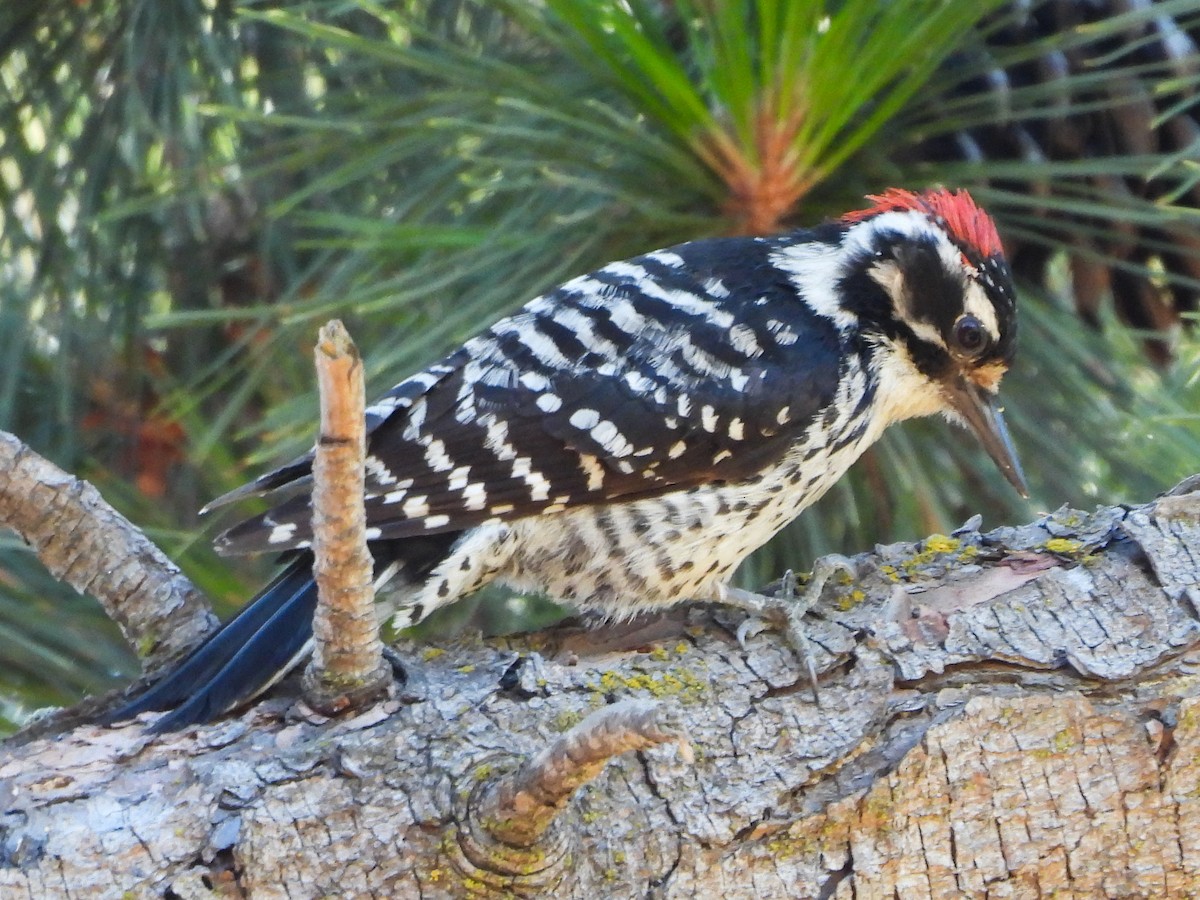 Nuttall's Woodpecker - ML620575108