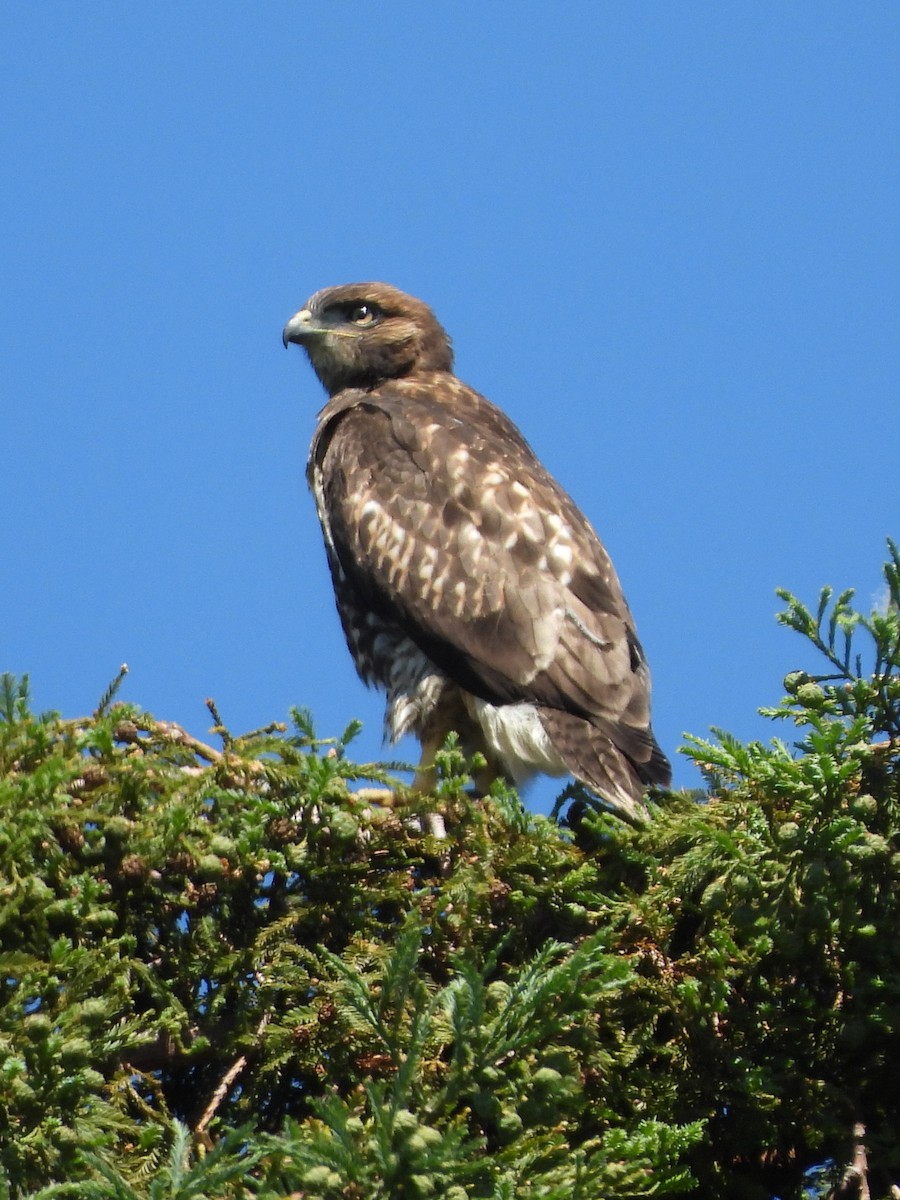 Red-tailed Hawk - ML620575117