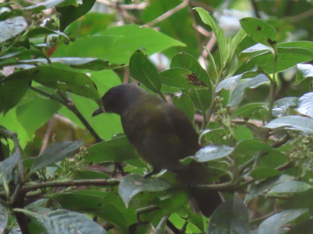 Black-and-yellow Silky-flycatcher - ML620575122