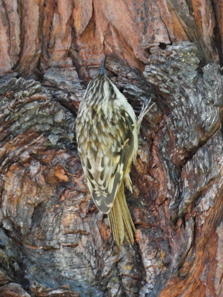 Brown Creeper - ML620575125