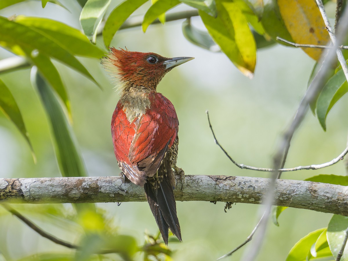 Banded Woodpecker - Wich’yanan Limparungpatthanakij