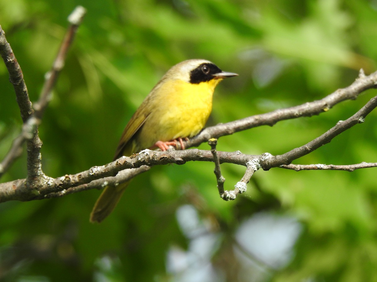 Common Yellowthroat - ML620575139